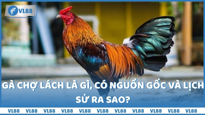 Gà Chợ Lách là gì, có nguồn gốc và lịch sử ra sao?