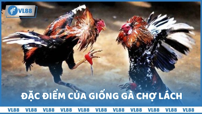 Đặc điểm của giống gà Chợ Lách