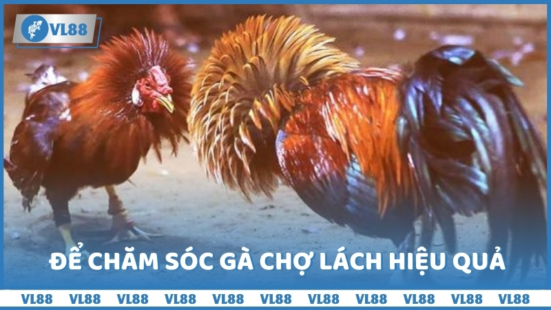 Để chăm sóc gà Chợ Lách hiệu quả