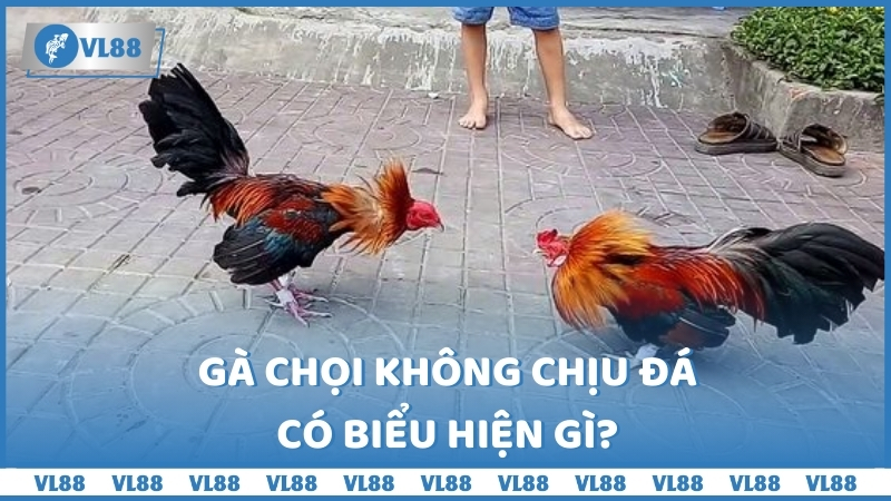 Gà chọi không chịu đá có biểu hiện gì?