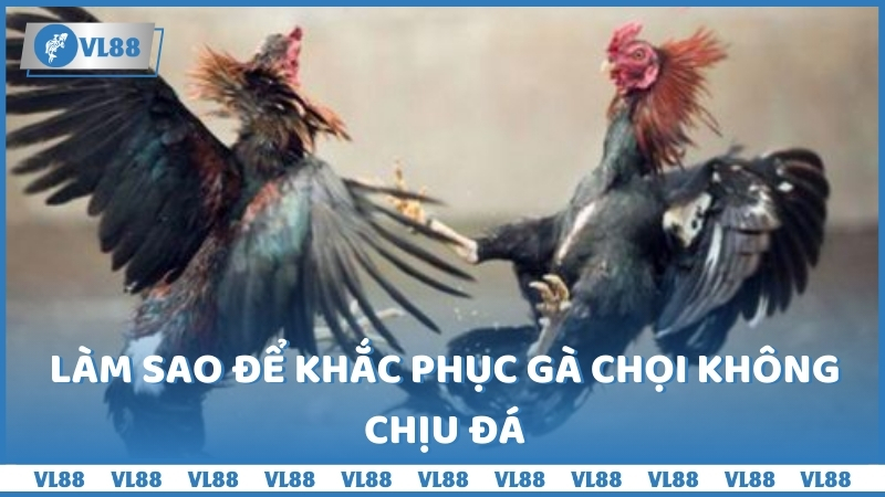 Làm sao để khắc phục gà chọi không chịu đá