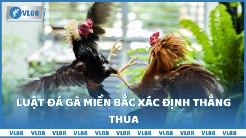 Luật đá gà miền bắc xác định thắng thua