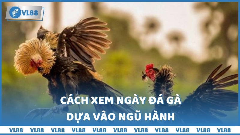 Cách xem ngày đá gà dựa vào ngũ hành