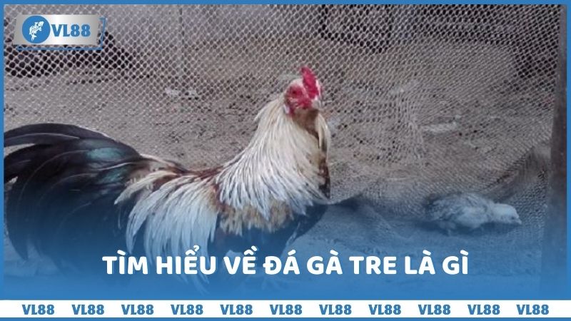 Vài nét về đá gà tre là gì 