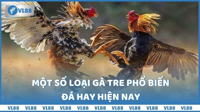 Một số loại giống gà tre hiện hành 